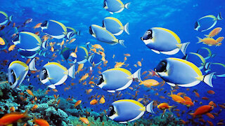 School of fish under the sea