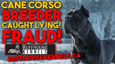 Cane Corso Breeder SCAM CAUGHT In The Act! @Ruffhouse Kennels CA