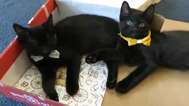 Top reasons to adopt a black cat