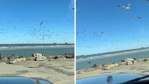 Aggressive flock of seagulls totally scare this woman