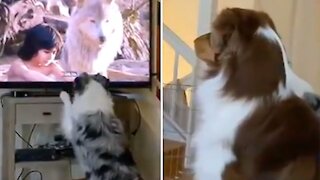 Aussie dogs have a great time watching their favorite movie