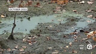 Study aims to find out why muck is suddenly taking over Lake St. Clair shoreline