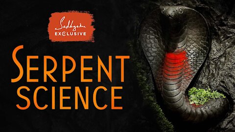 Serpent Science - The Truth about Snakes' Impact on Your Life | Sadhguru Exclusive