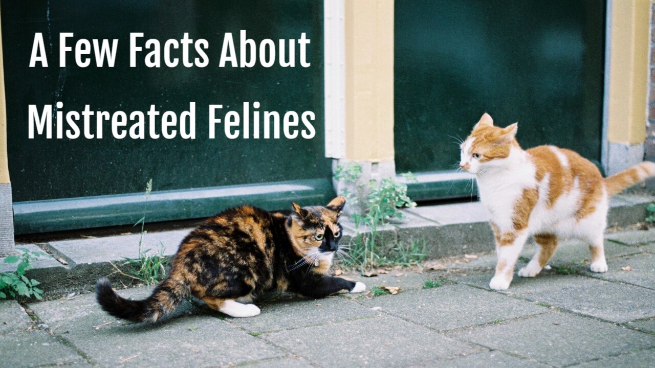 a-few-facts-about-mistreated-felines