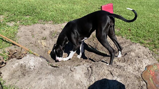 Funny Great Dane Is So Happy To Find New Hole Filled With Sticks & Dirt