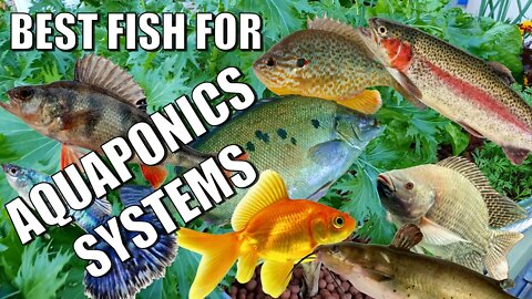 "What's the Best Fish for Aquaponics" & other Fishy Questions