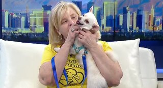 Pet of the week: Teller and Turbo