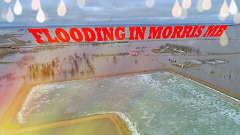 Flooding in Morris MB Incredible Drone footage by Red River flood waters #Flooding