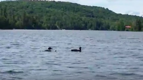 Rare Loon chick decides to jump off mother's back
