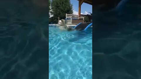 Yorkie does a graceful swan dive 💙
