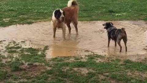 Dogs absolutely ecstatic to be playing in mud
