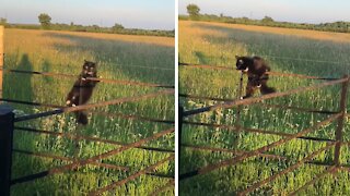 Cat has funny little fail while walking along fence