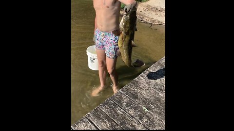 Large flathead catfish caught by crazy Alabama noodlers