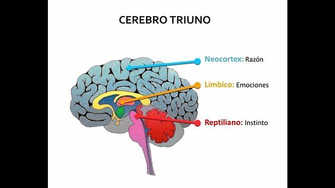 Неокортекс. Мозг неокортекс. Отделы мозга неокортекс. Неокортекс схема. Неокортекс это простыми словами