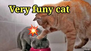 Funny cat video 2021 | cat video