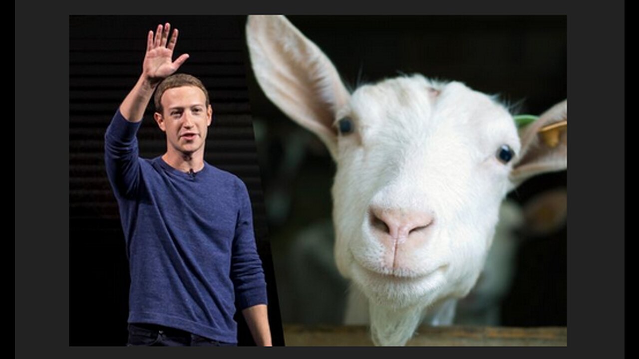 Did Mark Zuckerberg Kill A Goat Using A Laser Prosecute Zucker F Er Now
