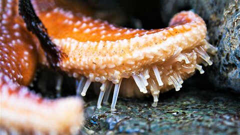 Why Do Starfish Have Thousands of Feet?