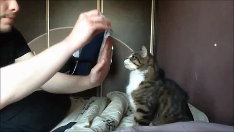Kitten learns how to pull off 'high-five' trick