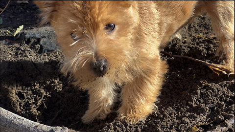 Little puppy is a digger!