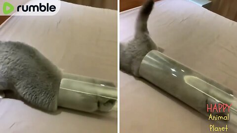 Funny and Cute Cat | Final proof that cats are a liquid.. 😂