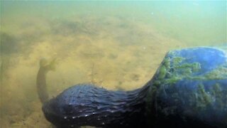 Ferocious tiny sunfish attacks snapping turtle in her nest