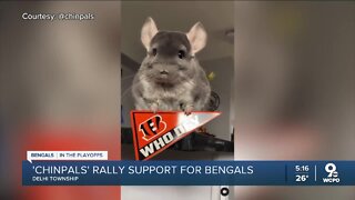 'Chinpals' rally support for Cincinnati Bengals
