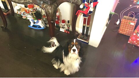 Newfie and Cavalier get rules about 'Elf on the Shelf'