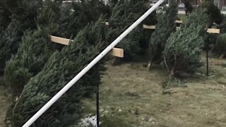 Christmas tree shortage stems from Great Recession, expected to impact holiday season