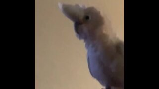 Crazy cockatoo freaks out after seeing his own shadow