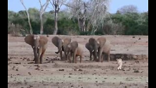 Elephants chase lioness in Kenya