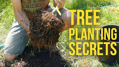 Don't Kill Your Fruit Trees! Plant Them Like This