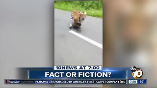 Video shows tiger chasing motorcycle?
