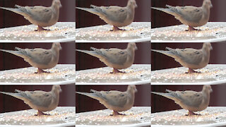 Amazing dove dance