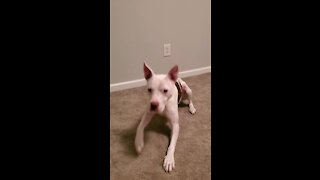 Rescue Dog is Very Smart