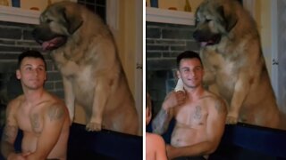 Giant family dog gives heartwarming hug to owner