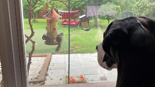 Pup has front row seats to birdfeeder madness