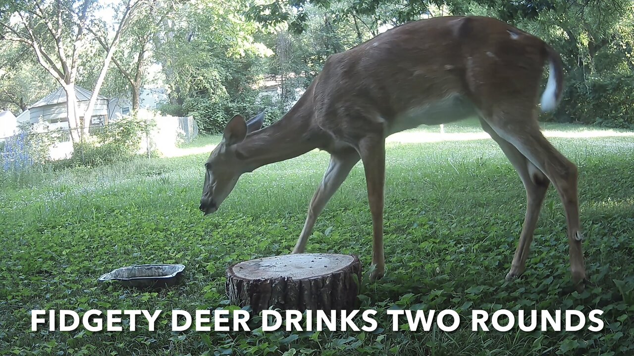 Fidgety Deer Drinks Two Rounds