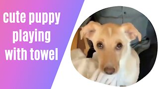 cute puppy playing with towel