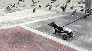 Paralyzed Dog Lives Life To The Fullest By Chasing Pigeons