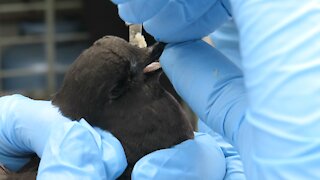 Adorable tiny petrel makes progress in rehabilitation