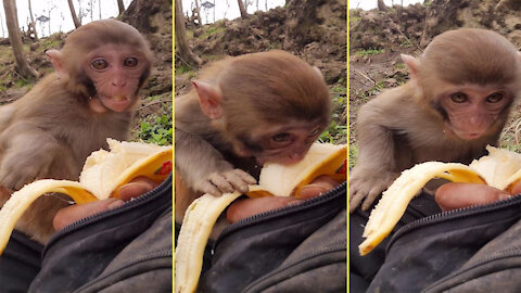 Monkeys eat banana on the hands