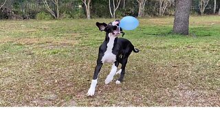 Great Dane puppy plays with balloon, ends up popping it