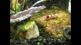 Aquarium crystal red shrimp