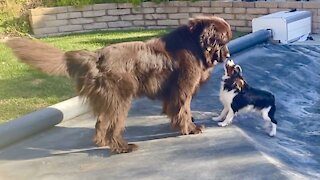 Puppy uses pool cover to escape from Newfie playmate