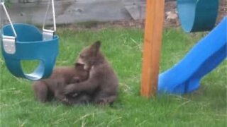 Bear cubs invade backyard to have fun