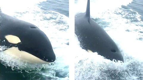 Playful Orca Surprises Fishermen