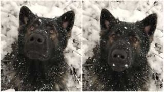 German shepherd loves the snow