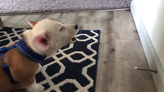 Corgi puppy preciously discovers the joy of the door stopper