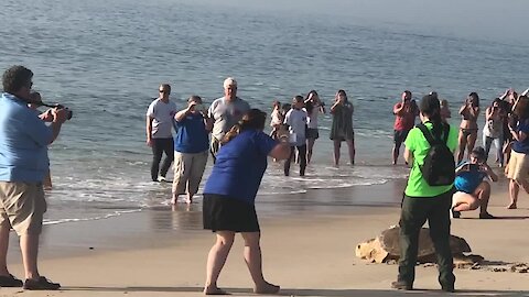 Crowd gathers to watch sea turtle released into the ocean