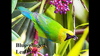 Blue-wing Leafbird bird video